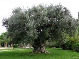 L’olivo di Atena, fra mito e simbologia